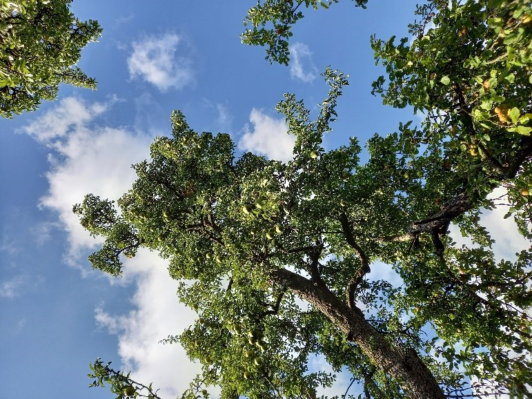 Heute pflanzen – morgen&nbsp;ernten